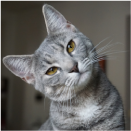 Gatos-Animal Park-Gran Canaria