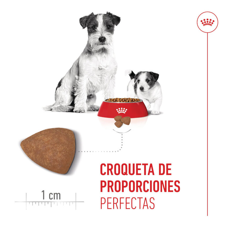 Royal Canin Starter Mother & Baby Mini para Perros