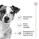 Royal Canin Mini Ageing 12+